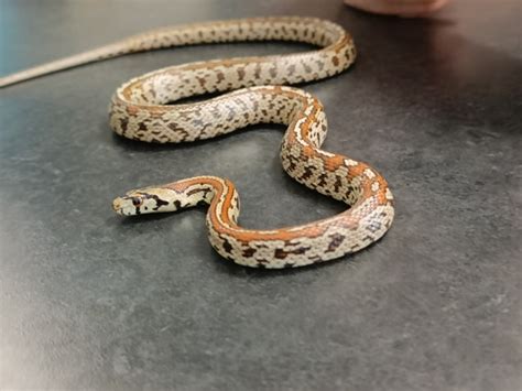 striped leopard rat snake zamenis situla  rat snake  kbn reptiles