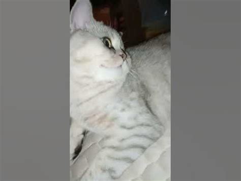Кот вискас - YouTube