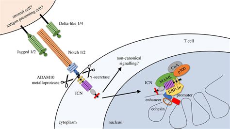 Overview Of Notch Signalling Mammalian Notch Receptors Expressed By Download Scientific