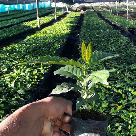 Plantas de Café Vivero Agroforesta Agroshow