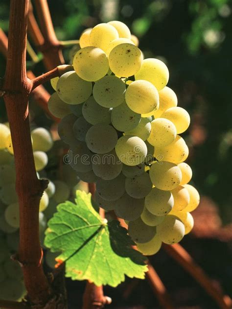 Chardonnay Grapes Bunch Of Chardonnay Wine Grapes Closesup Ad