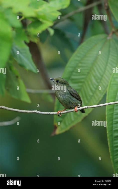 Manacus Manacus Trinitatis Hi Res Stock Photography And Images Alamy