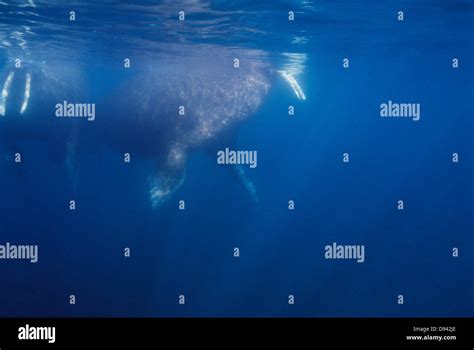 Walrus in water, underwater view Stock Photo - Alamy