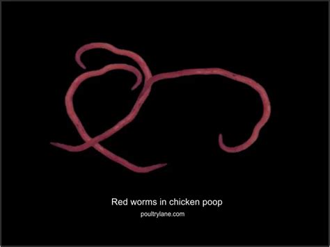 Worms In Chicken Poop Pictures How To Get Rid Of Them Poultrylane