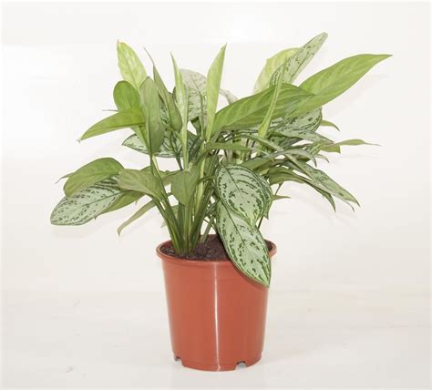 Аглаонема — особенности ухода, виды и сорта. Фото — Ботаничка