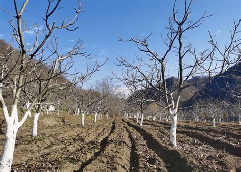 宁陕县掀起冬季核桃建园新高潮 全面推进产业振兴 陕西省安康市宁陕县林业局 关注森林网