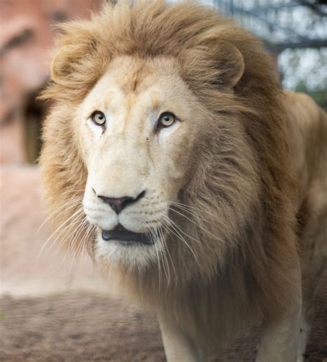 Top Three White Lion Animal Facts