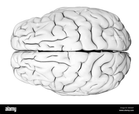 Human brain, illustration Stock Photo - Alamy 