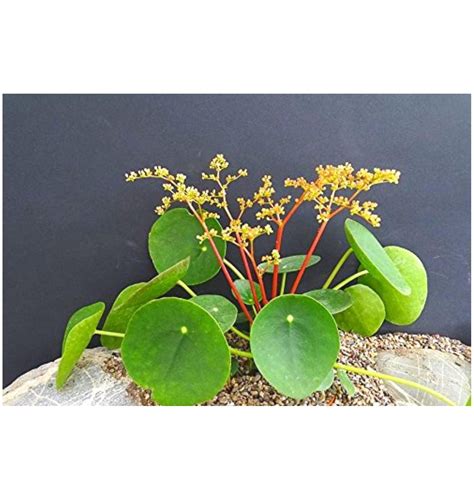 Money Plant Pilea Peperomioides Plants Live For Garden House Plant