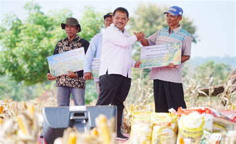 Kementan Sebut Panen Raya Jagung Di Tuban Capaian Luar Biasa