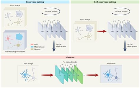 Nature Methods 戴琼海团队总结生物图像分析的机遇与挑战 清华大学成像与智能技术实验室