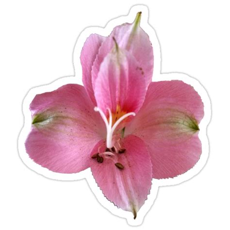 "♥Transparent Flower♥" Stickers by missanita | Redbubble