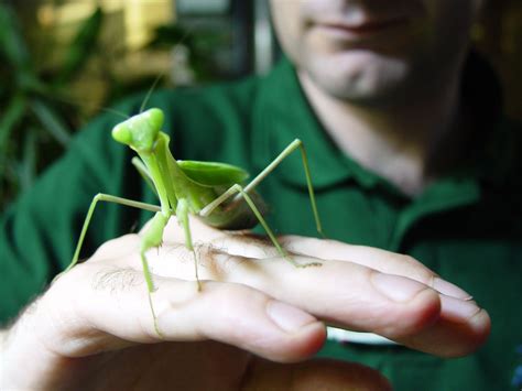 Discover Tiny Giants at ZSL London Zoo | Discover Animals