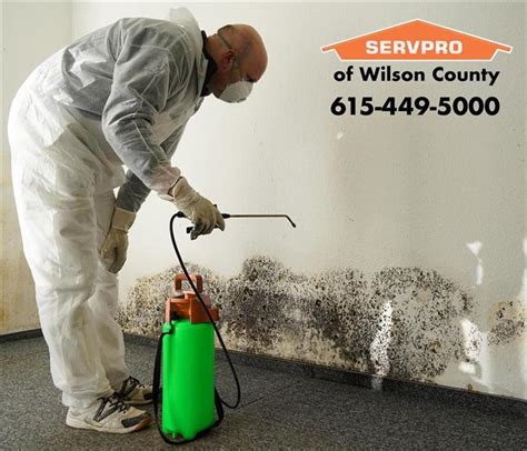 Mold In Your Home Servpro Of Wilson County