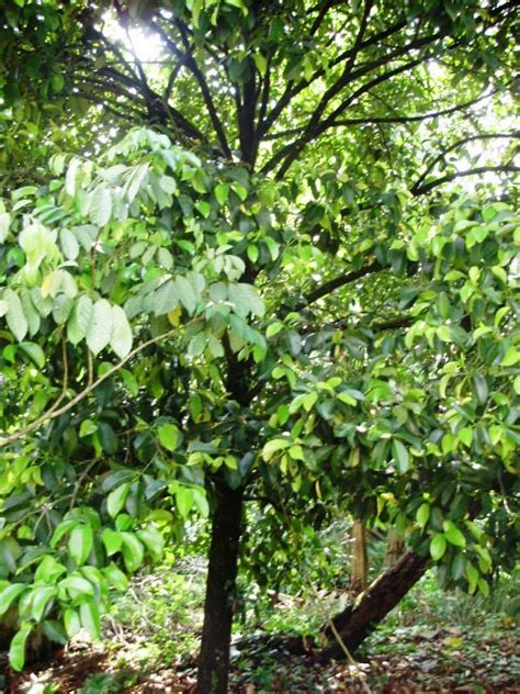 Tokwan Matarun Pokok Manggis Di Tanah Pusaka