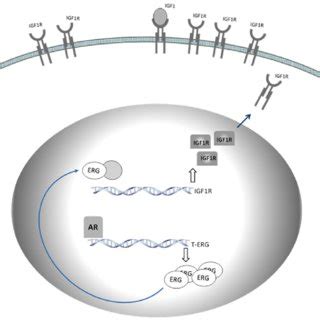 Model For Tmprss Erg Regulation Of The Igf R Gene Schematic