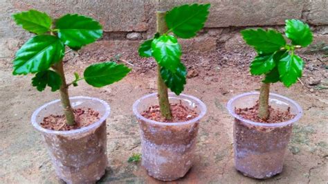 জবা গাছের চারা তৈরি জবা গাছের কলম How To Grow Hibiscus Plant At