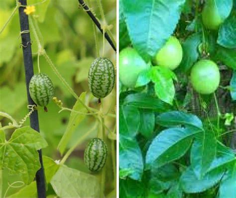 10 Unique Fruits You Can Grow At Home