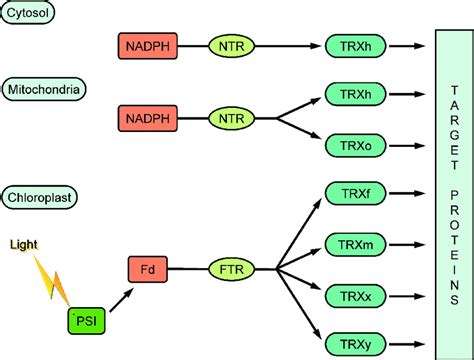 Reduction Of Thioredoxins In The Cytosol And In Mitochondria