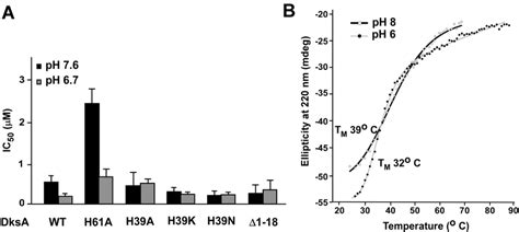 Substitution Of His39 Alters DksA Sensitivity To PH A The Effect Of