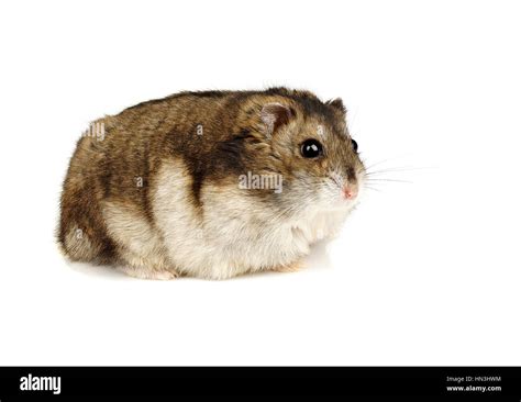 White Dwarf Hamsters