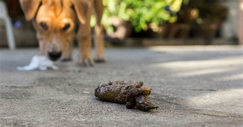 Pourquoi les chiens mangent les excréments d humains Animaux Info