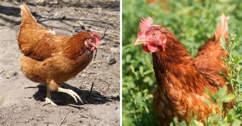 Red Sex Link Chicken Breed Info Where To Buy Chicken Chicks Info