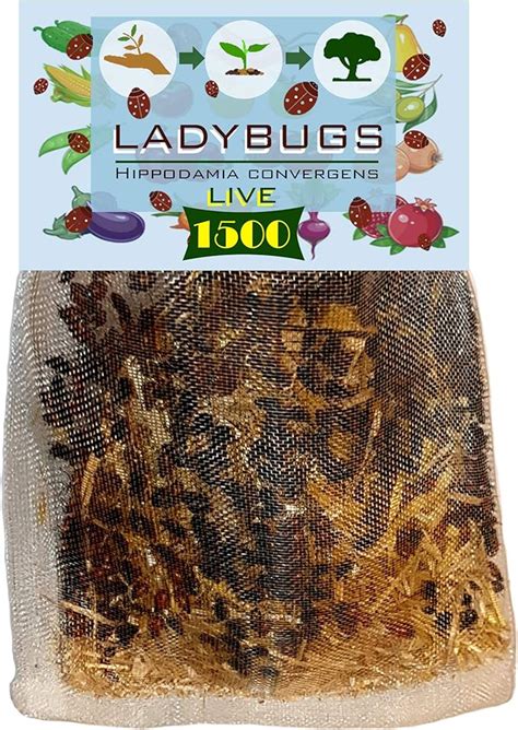 Amazon.com : C & C 1500 Live Ladybugs for Garden - Bag of Live Ladybugs ...