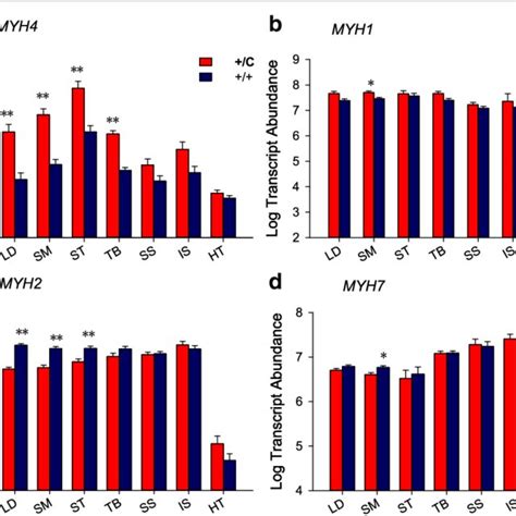 Transcript Abundance Of Myosin Heavy Chain Genes A MYH4 B MYH1 C