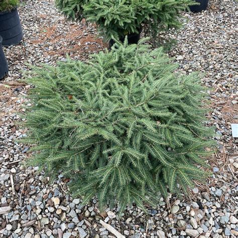 Picea Abies Nidiformis Birds Nest Spruce From Hardscrabble Farms