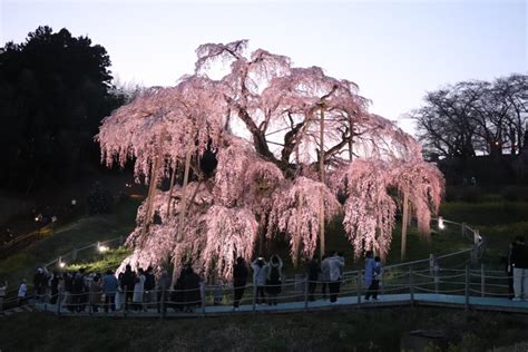 2023年 滝桜の状況（3月31日ライトアップ） Find！三春 【みはる観光協会～福島県三春町】