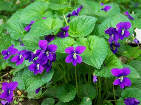 Wild Purple Meadow Violets Violas Purple Violas Sweet Etsy