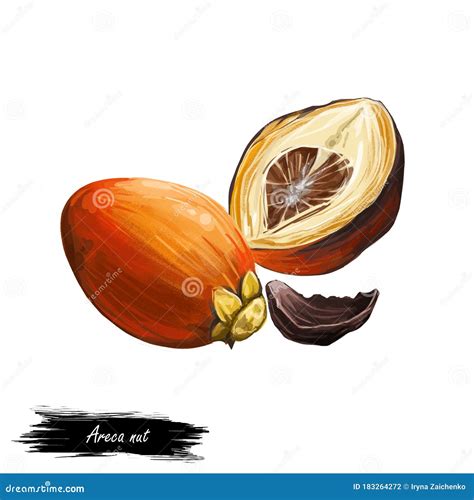 Areca Betel Nut Isolated Digital Art Illustration. Seed of Palm Areca ...