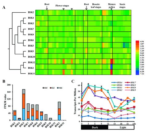 Development And Tissue Specific Expression Profiles Of Arabidopsis Bsk