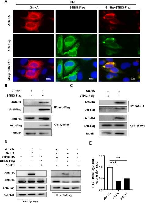 Interaction Between The Sftsv Envelope Glycoprotein Gn And Sting