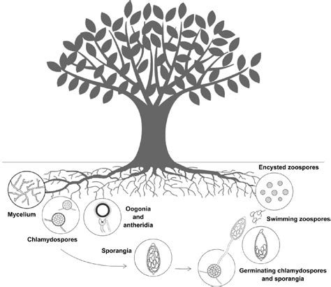 Figure From Root And Crown Rot Of Olive Caused By Phytophthora Spp