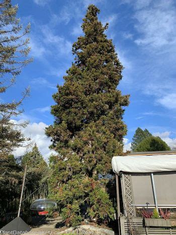 Cockscomb Japanese Cedar Kpu Plant Db