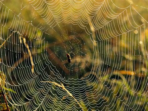 Wallpaper Water Green Wildlife Dew Form Cobweb Biome