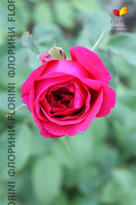 Купить Роза Остина Томас Бекет Rose Austin Thomas Becket - в питомнике ...
