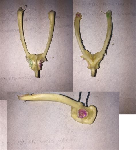 BIO22LAB 2 Frog Pelvic Girdle Diagram Quizlet