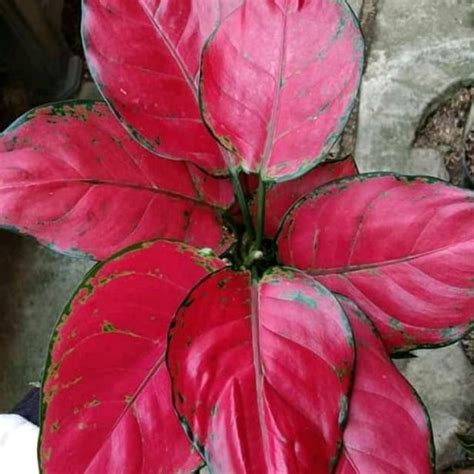 Jual Tanaman Hias Aglonema Red King Red Anjamani Kab Bogor Bibit