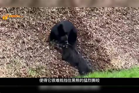 一头黑熊狩猎野猪，疯狂撕咬野猪脖子，野猪的命运将何去何从