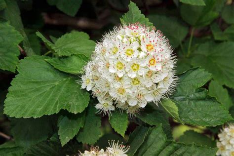 Пузыреплодник: Описание, Виды, Посадка, Уход | (80+ Фото)