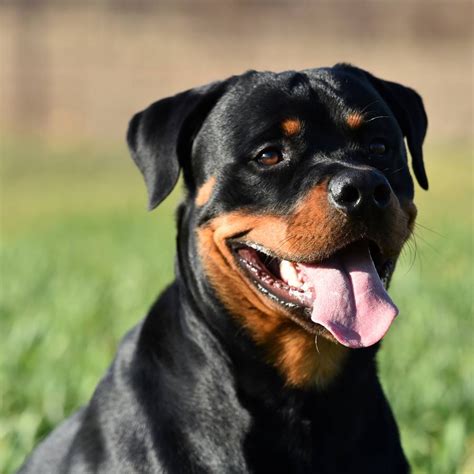 Rottweiler características carácter y cuidados