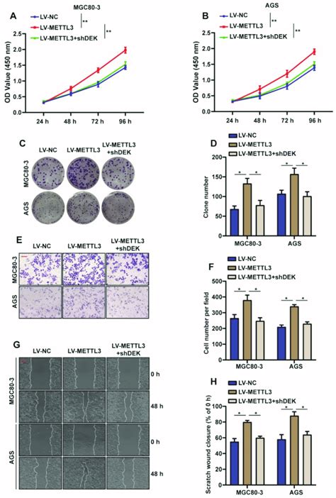 METTL3 Promotes Proliferation And Migration Of GC Cells By Regulating