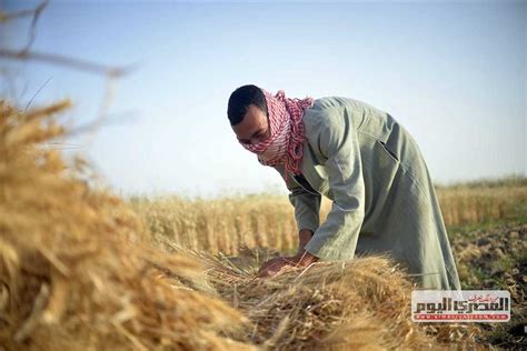 نقيب الفلاحين نسير على طريق الاكتفاء الذاتي من القمح عبر 3 محاور