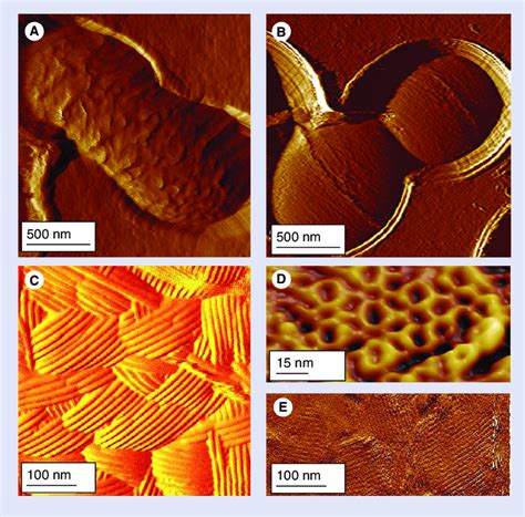 Atomic Force Microscopy Imaging Reveals The Nanoscale Organization Of