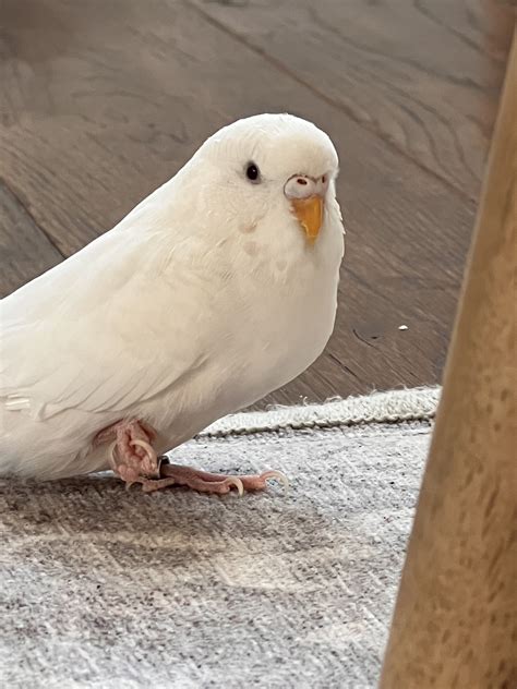 Albino budgie | Talk Budgies Forums