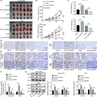 Circ 0020256 Favored Tumor Growth In Nude Mice Via The EIF4A3 KLF4