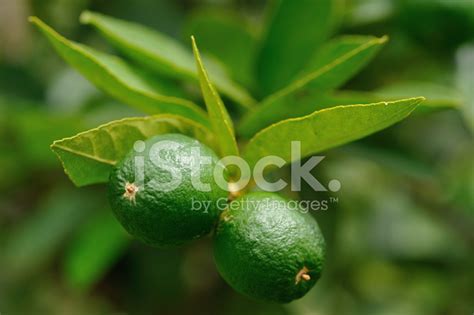 Green Lemon Tree Stock Photo | Royalty-Free | FreeImages